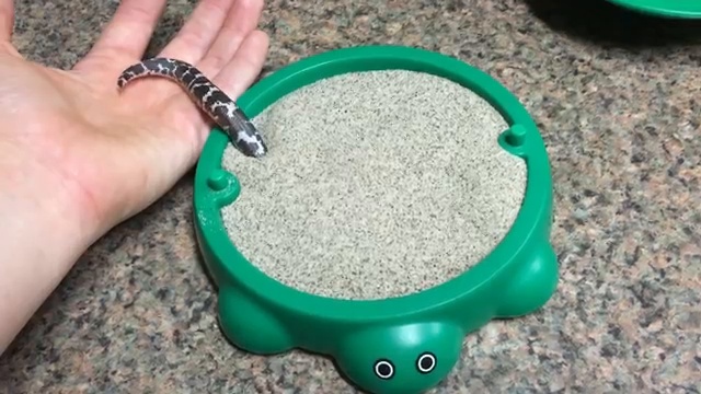 Кенийский песчаный удав и его новая игрушка смотреть онлайн