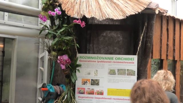 Botanická záhrada Košice - 6. 3. 2020 - Výstava orchideí (4K) смотреть онлайн