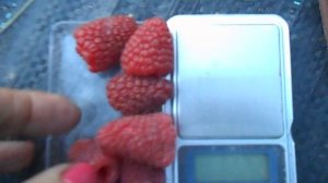 Первое плодоношение ремонтантной малины Похвалинки.