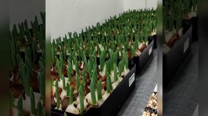 #выгонка тюльпанов на 8 марта.Освещение.