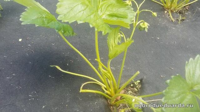 Рассказываю когда и зачем обрезать усы у клубники смотреть онлайн