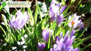 ? Уход за крокусами в саду: размножение и пересадка крокусов