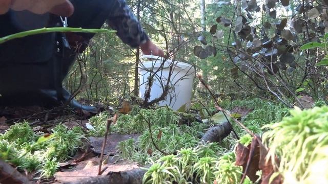 ЛУЧШАЯ ГРИБАЛКА СЕЗОНА. ЦАРСТВО ПОДОСИНОВИКОВ В СМЕШАННОМ ЛЕСУ. смотреть онлайн