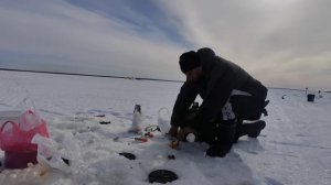 Сухое море,ловим сига и камбалу.(16.04.2023)