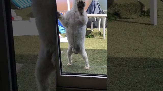 Vicky, my dog смотреть онлайн