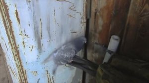 Как заживает сломанное крыло  Подобрали голубя