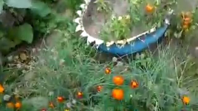 Цветки в клумбе смотреть онлайн