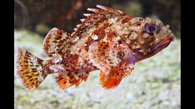 Дайвинг. Опасные обитатели Черного моря, проклятие черных морей. смотреть онлайн