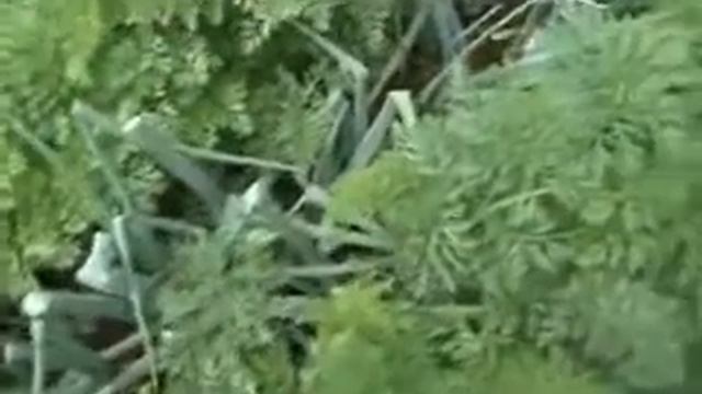 ДАЧНИЦА НАДЕЖДА АЛЕКСАНДРОВНА смотреть онлайн