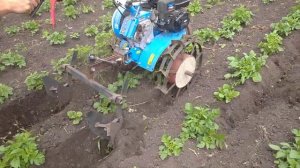 Окучивание грядок картофеля мотоблоком Нева