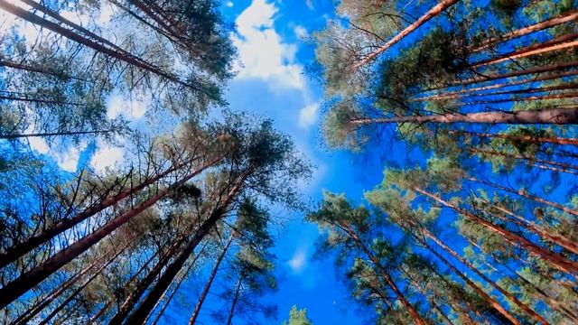 Квадрат на выгуле смотреть онлайн