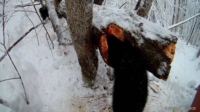 ОХОТА НА КУНИЦУ С ЛАЙКАМИ. Первая куница Аси,корчевание и тропление, работа молодой лайки ЗСЛ, РЕЛ смотреть онлайн