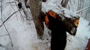 ОХОТА НА КУНИЦУ С ЛАЙКАМИ. Первая куница Аси,корчевание и тропление, работа молодой лайки ЗСЛ, РЕЛ