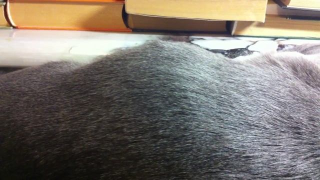 шевеление котят в животе мамы-кошки смотреть онлайн