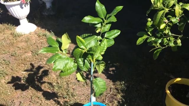 Цветение цитрусовых и мирта осенью 2020г / Цитрусовый Рай МариАны смотреть онлайн