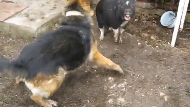 бойцовая свинка смотреть онлайн