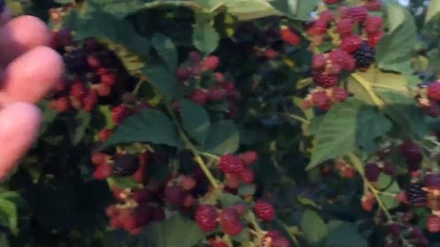 Питомник ежевики сорт Торнфри. Выборка ягоды. смотреть онлайн