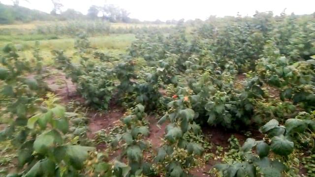 Обвал цін на малину!Що сталось? смотреть онлайн