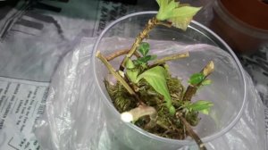 Быстрое укоренение крупнолистной гортензии во мхе.