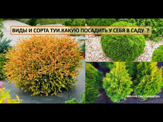 Виды и сорта туи. Какую посадить у себя в саду ? смотреть онлайн