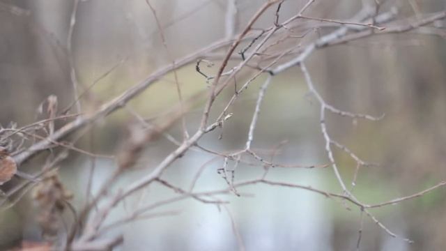 Болотистый лес Canon EOS 650D (Rebel T3i) + Helios 44 m4 lens смотреть онлайн