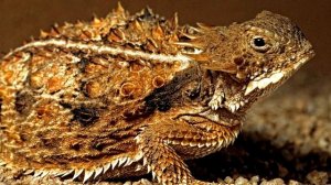 Интересные факты про ящериц