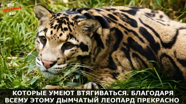 Дымчатый Леопард: невероятно красивая и редкая хищная кошка. Интересные факты о Дымчатом Леопарде смотреть онлайн