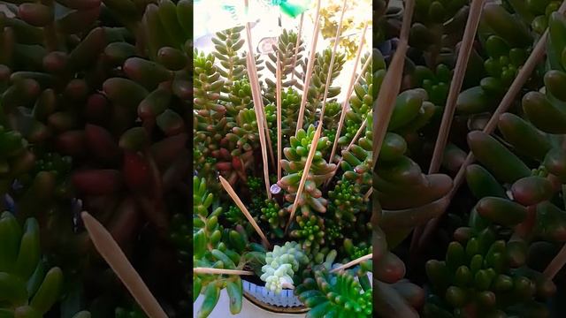 sedum damkoruğu guzel rengiyle