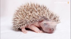 Ёж. Энциклопедия для детей про животных. Лес