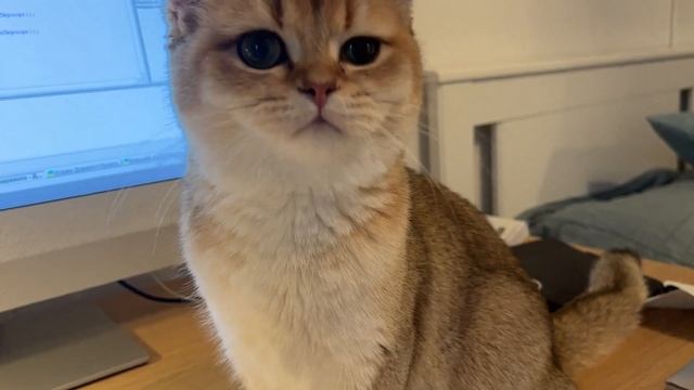 Котенок Соня маленький воришка??? смотреть онлайн