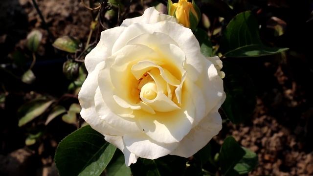 Дайте этим розам ШАНС порадовать Вас!  #розы #сортароз #цветениероз #розывсаду #счастливыйсадовод