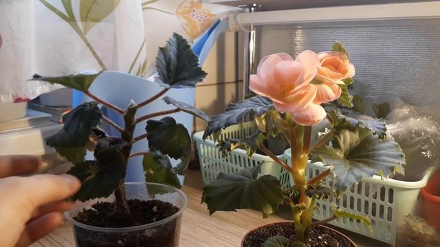 КЛУБНЕВЫЕ БЕГОНИИ ИЗ СЕМЯН ОСЕНЬЮ/ЧЕРЕНКОВАНИЕ/УХОД? смотреть онлайн