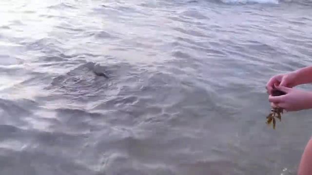 Кормим черепах в индийском океане смотреть онлайн