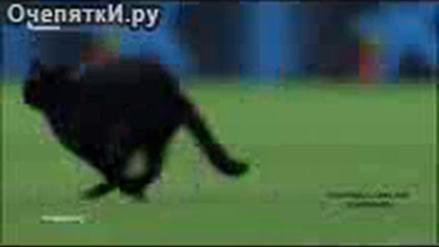 Чёрная кошка потерялась на футбольном матче