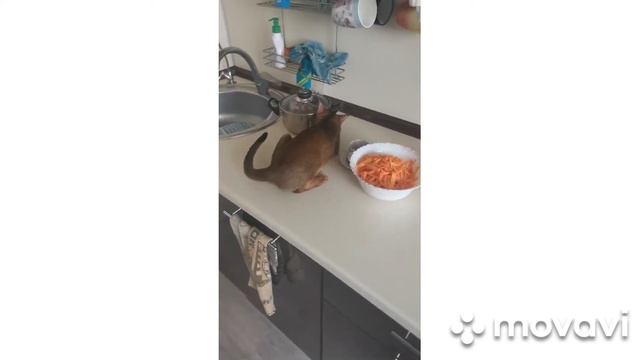 Ох, уж эти Абиссинские 🐈-🐒🤷♀️))) моя любовь и головная боль) смотреть онлайн