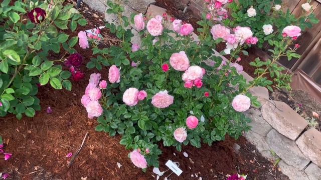 Constance David Austin Rose Spring 2023 смотреть онлайн