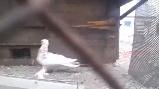 Копия видео "голуби" смотреть онлайн