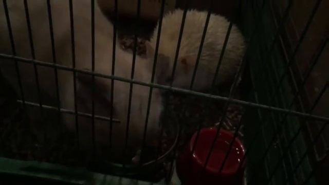 Котёнок кушает еду с ежиком смотреть онлайн