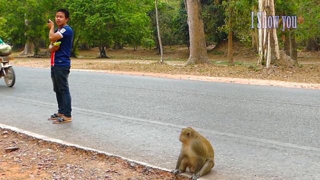 WATER GUN SPRAY PRANK MONKEY || Funny Monkey Video || Monkey funny video || monkey prank video смотреть онлайн