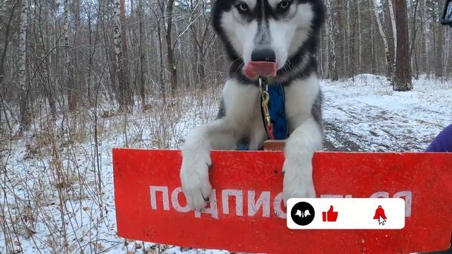Какие бывают ЗНАКИ на трассе В ЕЗДОВОМ СПОРТЕ | Подготовка с собакой к драйленду!! смотреть онлайн
