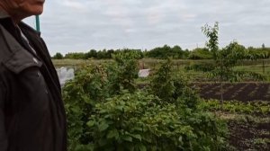 Закручиваются листья на дереве. Причина тля и муравьи. Борьба с ними