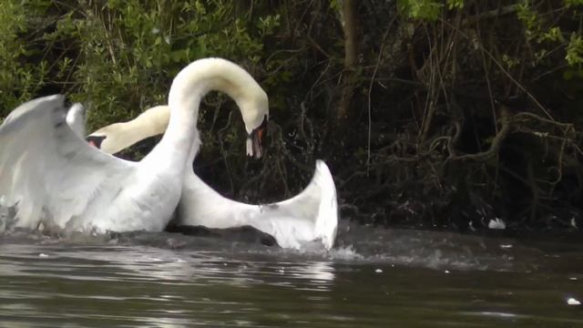 Mute Swan Protecting its Nest - Helped by A Canada Goose смотреть онлайн
