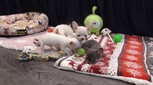 МИНИ чихуахуа 2 месяца/ Щенки МИНИ чихуа.Chivava mini puppy
