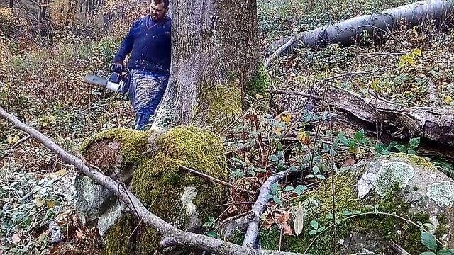 Stihl ms 461 (2016 Kemence) смотреть онлайн