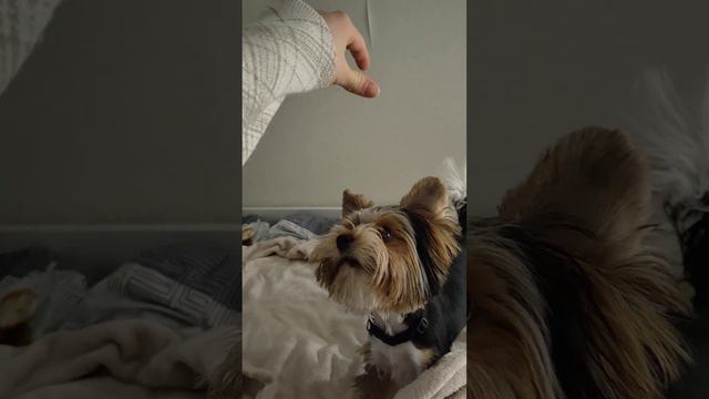 бивер йорк Рокки ❤️ смотреть онлайн