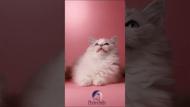 We are back! Perla Dolls cattery! смотреть онлайн