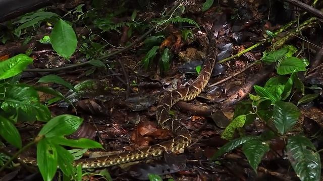 20 Most Painful Snake Bites In The World смотреть онлайн