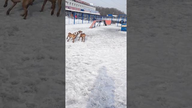 Эпаньол бретон Патрон смотреть онлайн