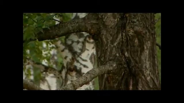 Фархутдинов Александр Ильгизович - Берёзы смотреть онлайн