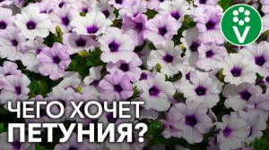 Подкормите петунию так и ПЫШНОЕ ЦВЕТЕНИЕ обеспечено!
